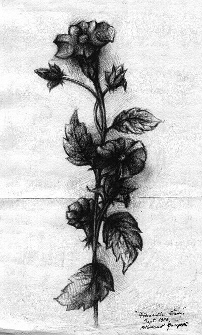 Flower study, Conte pencil, 29.7 X 21 cm,1996, Fremantle, Western Australia
